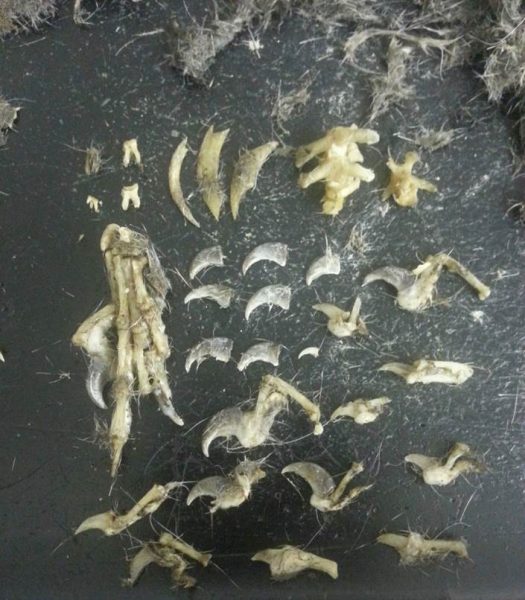 An array of bones of various kinds; mainly claws and vertebrae that were found in coyote scat