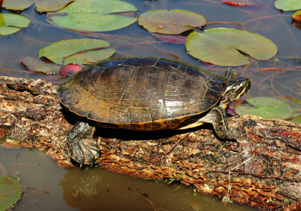 An image of Eastern river cooter
