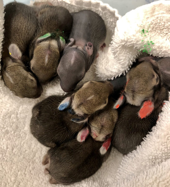 An image of six cottontail rabbit kits in a towel