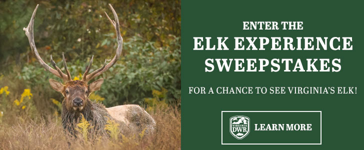 Enter the Elk Experience Sweepstakes for a chance to see Virginia's elk!