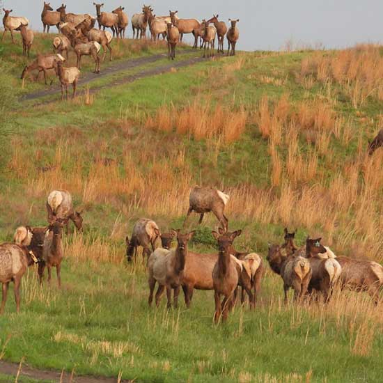 An image of a large elk herd