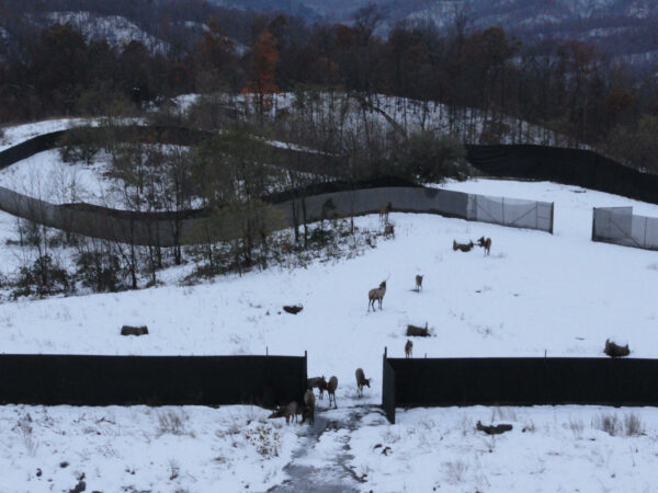 An image of a group of reintroduced elk within a snowy holding pen during their 90 day quarantine period