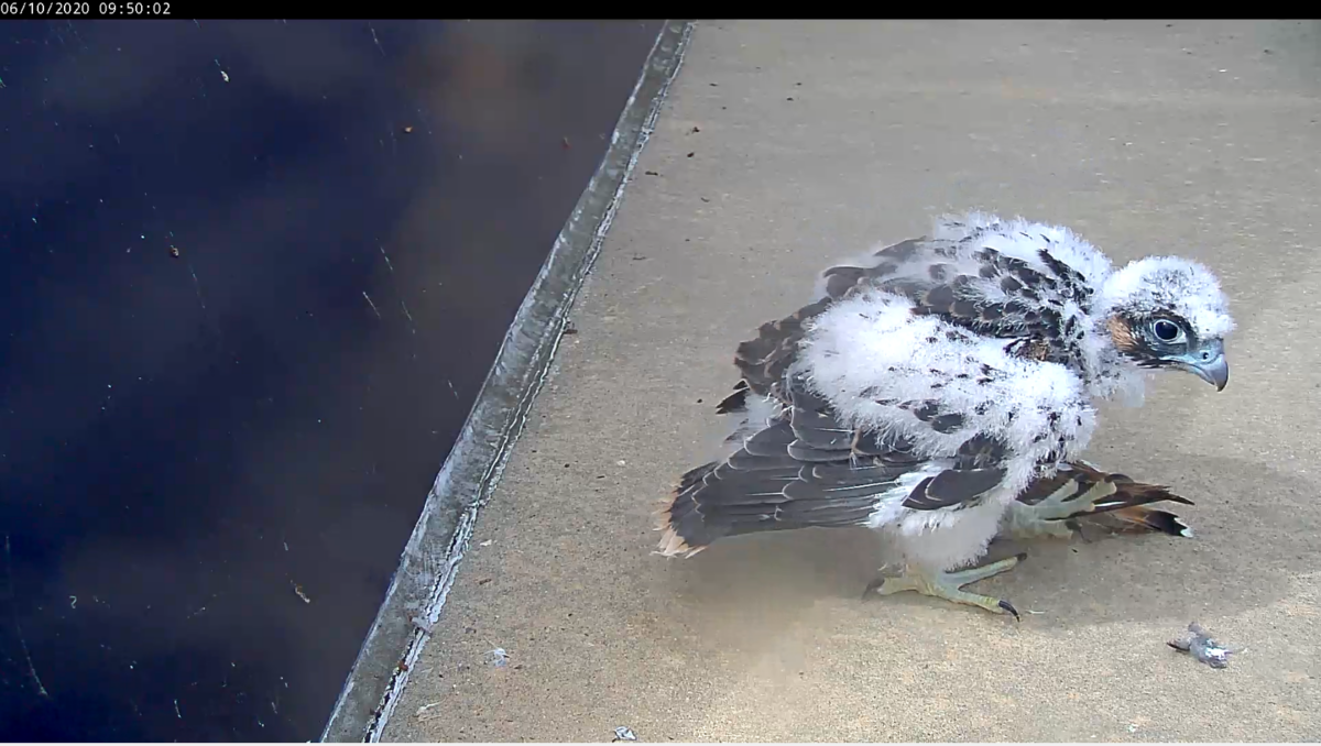 Chick investigating a cached prey item along the ledge.