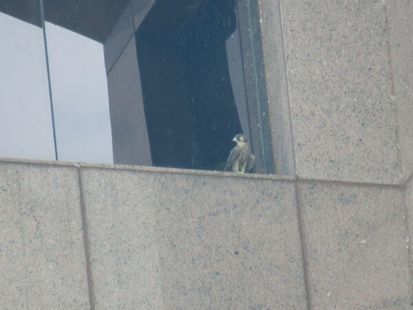 Falcon chick on the West Tower windowsill ledge