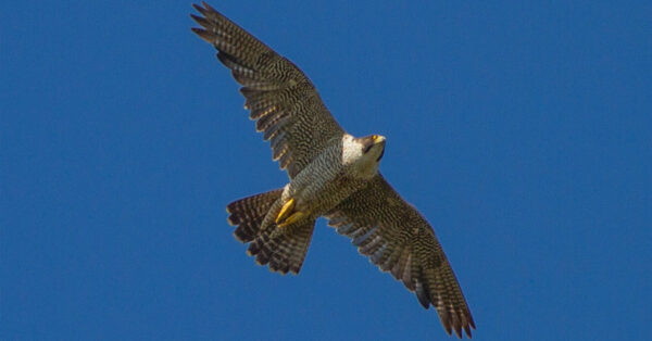 The juvenile male Peregrine Falcon from this year's Richmond nest box, flying over a park in Lyndhurst, New Jersey. 