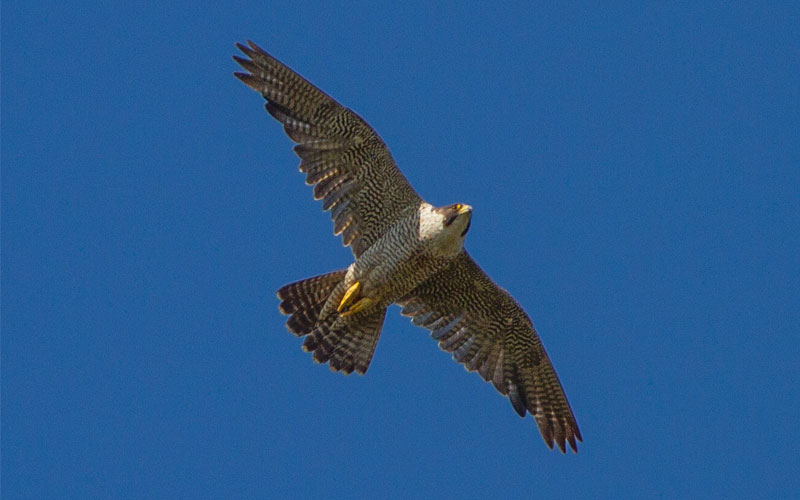 Fall Migration is Reaching its Peak! Virginia DWR