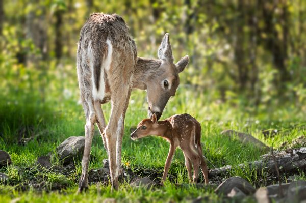 An image of a white tailed deer and their fawn