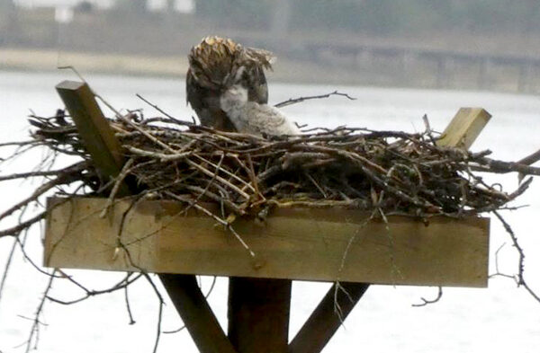 An image of an adult great horned owl feeding their chick on a man-made nesting platform