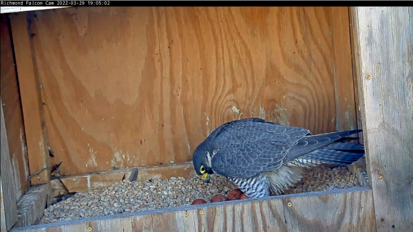 The female peregrine falcon arranges the four eggs just before sitting to incubate. The top of a fourth egg is just barely visible above the edge of the nest box.