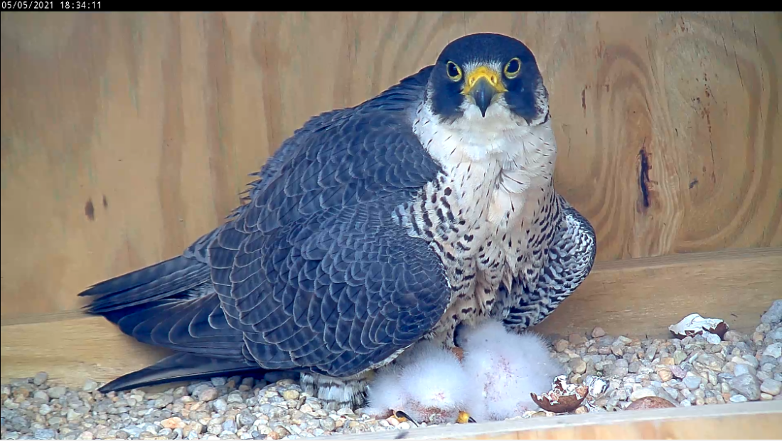 Adult female with her three newly hatched chicks.