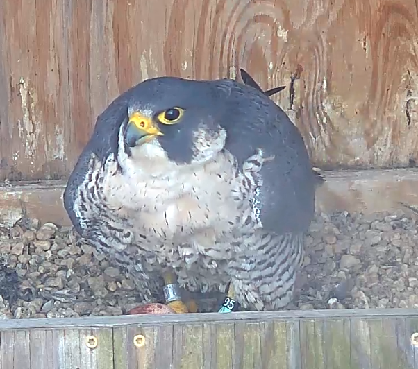 An image of a peregrine falcon in a nest box with the first egg of 2023
