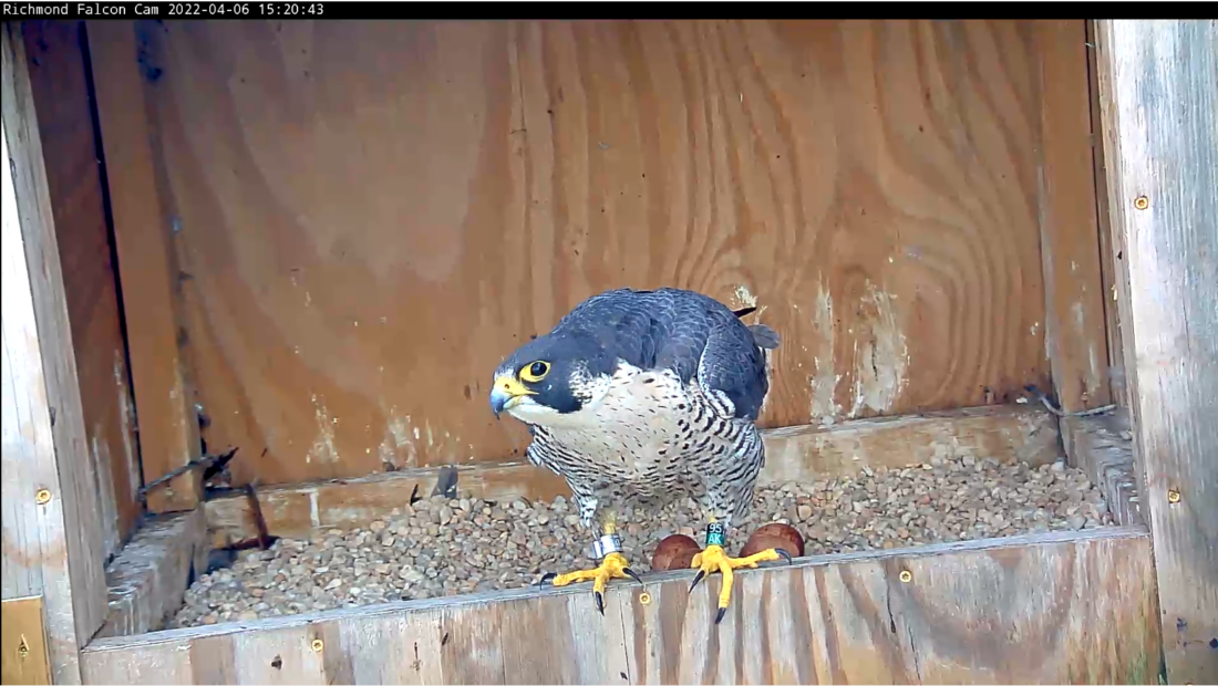 A female peregrine falcon standing on the lip of a nesting box with two eggs visible behind her