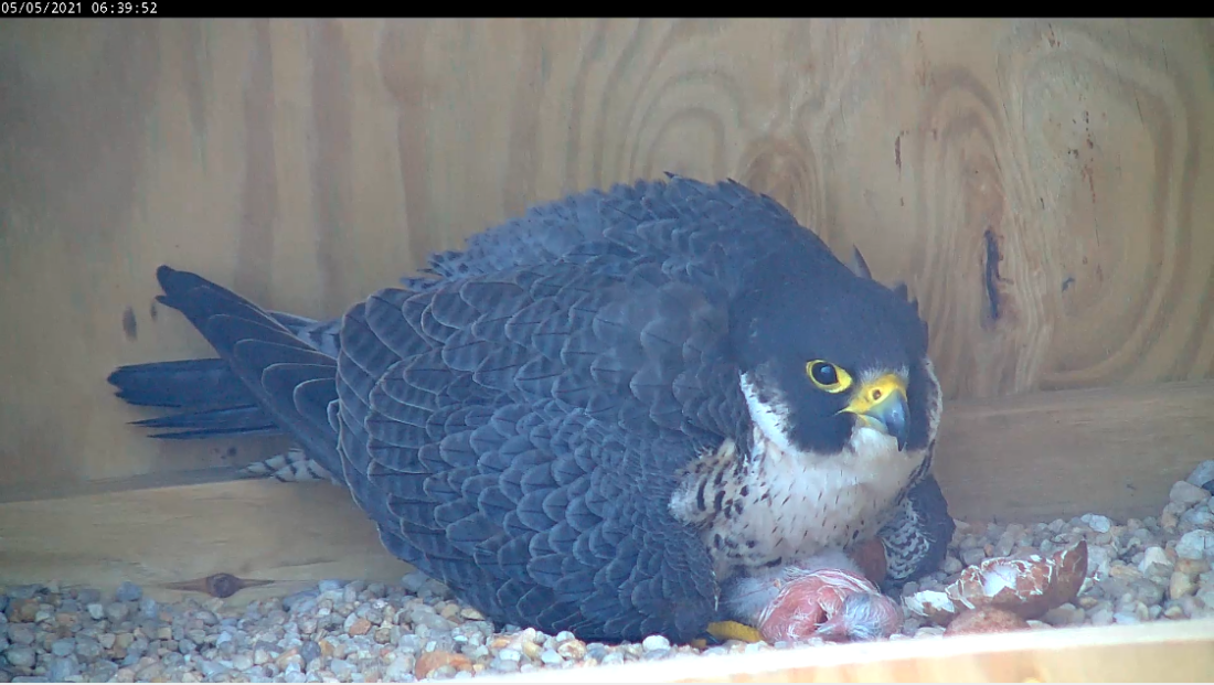 The adult female brooding her chicks on their hatch day