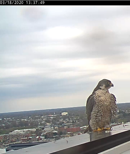 Adult female peregrine falcon in Richmond, VA.