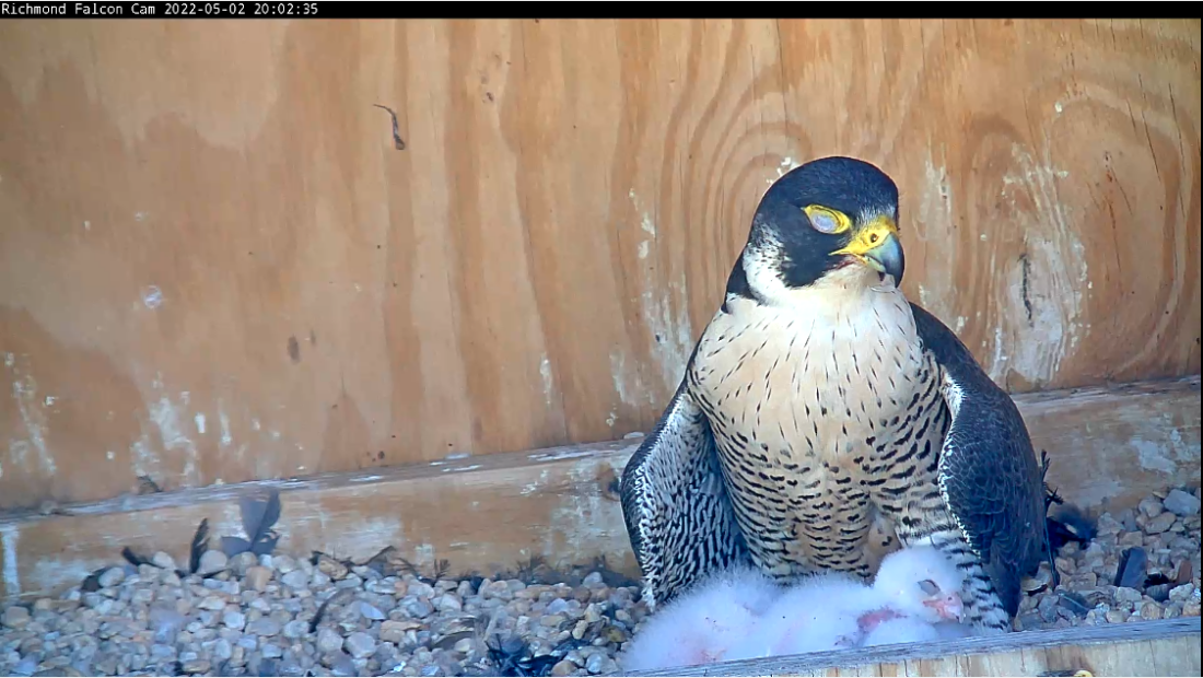An image of the adult female brooding her chicks