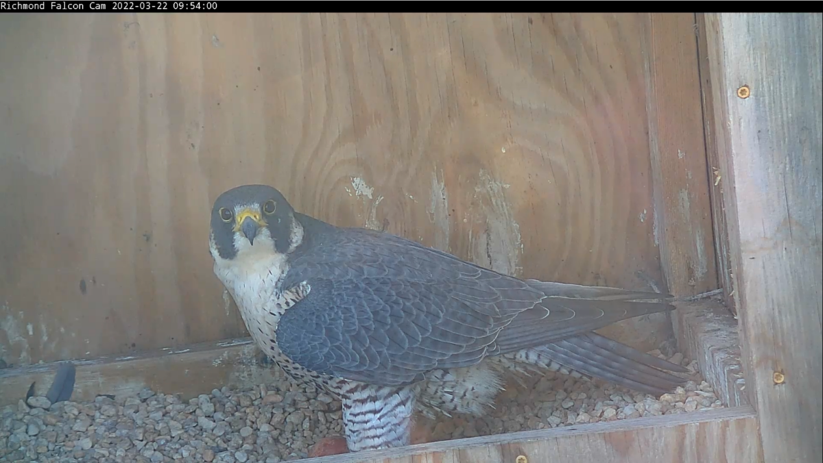 An image of the female falcon standing above the new egg.