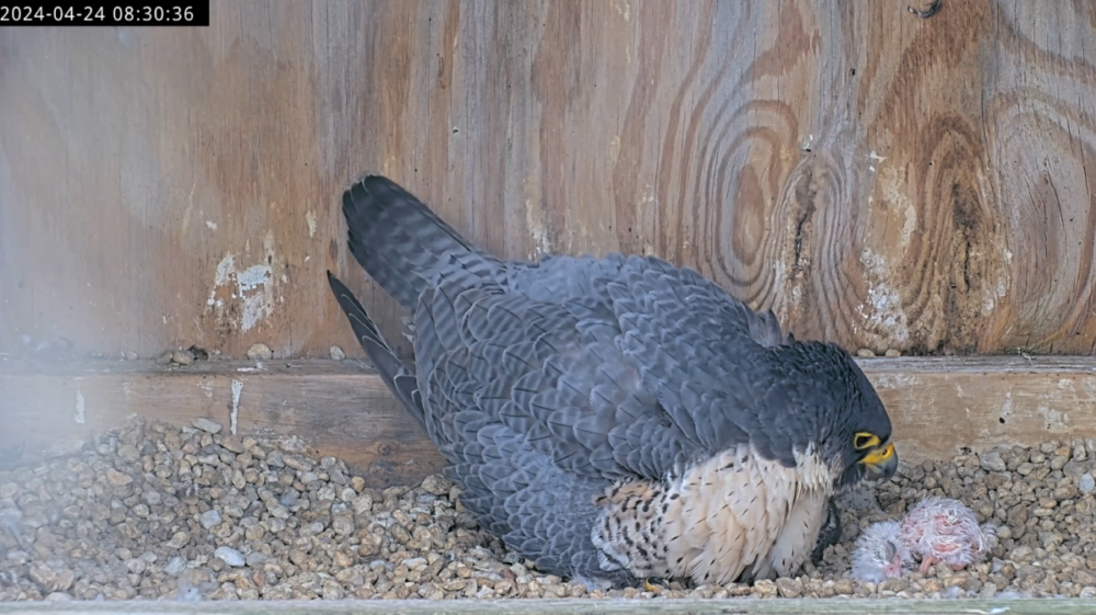 The first chick to hatch, seen for a few seconds, prior to being re-positioned back under the brooding female.