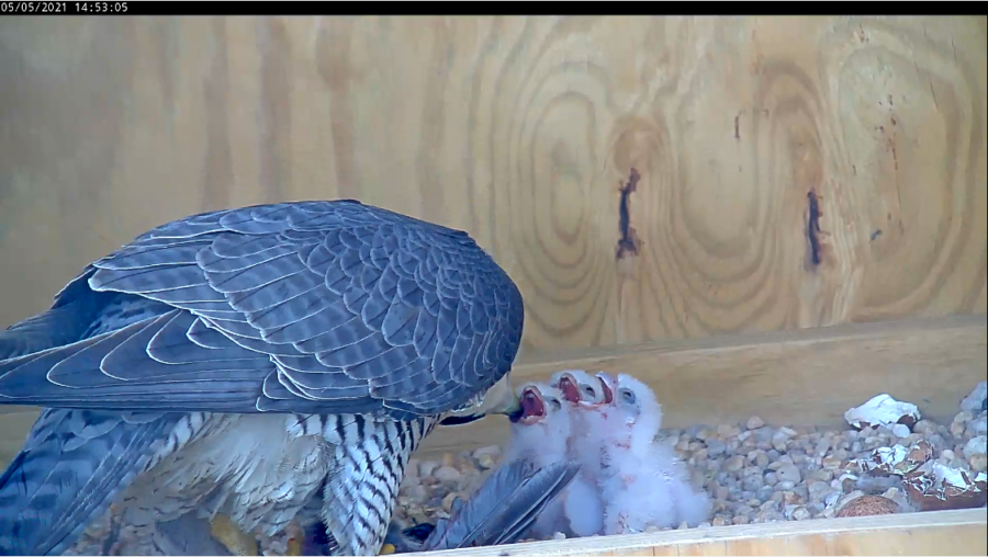 The falcon chicks receiving their second ever meal, a blue jay, fed to them by the female.