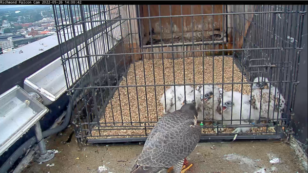 Minutes later, the adult female successfully feeds the chicks from the front of the pen.