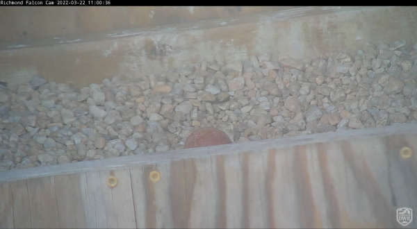 The best look yet of the egg could be seen as the pair took a brief break from sitting late this afternoon. (The egg is visible just below the center of the photo along the edge of the nest box.)
