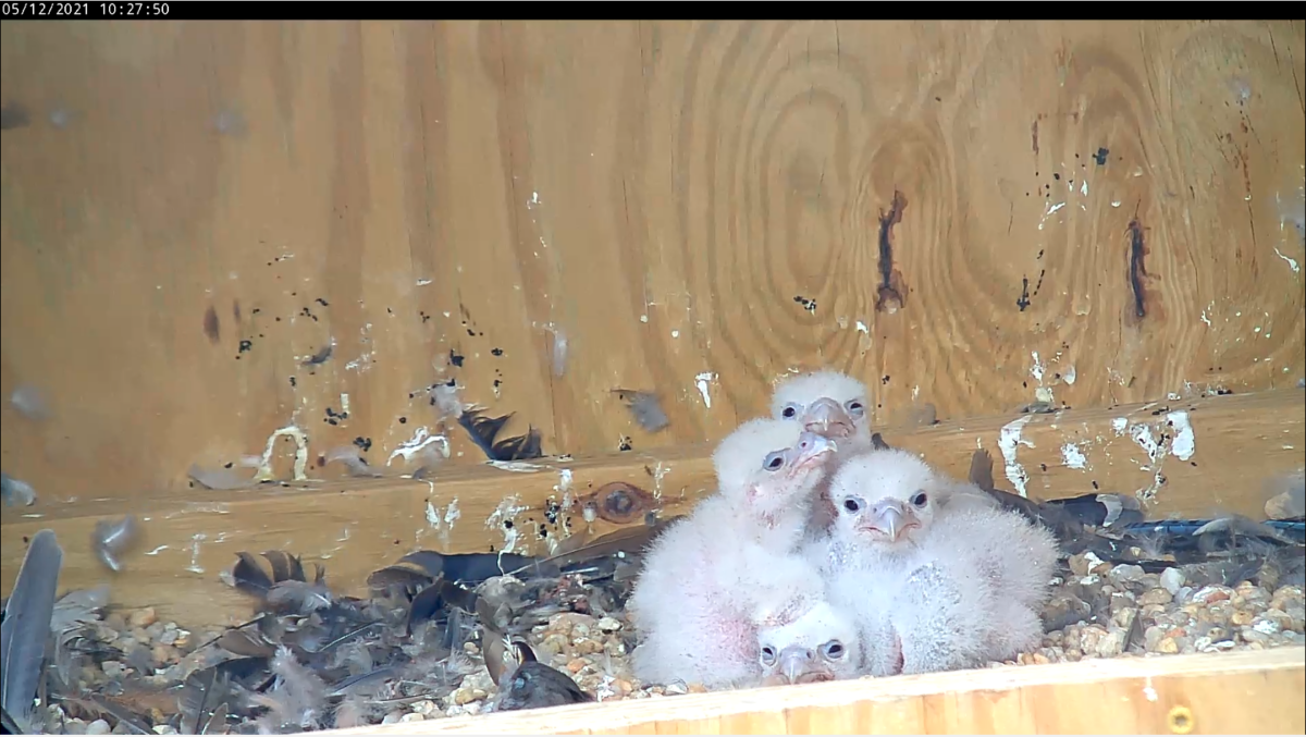 Four peregrine falcon chicks sitting next to each other in a nest box
