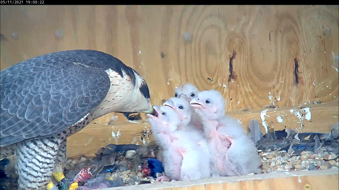 Adult female feeding the chicks.