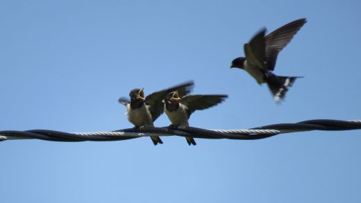 An image of three barn swallow fledglings on a telephone wire
