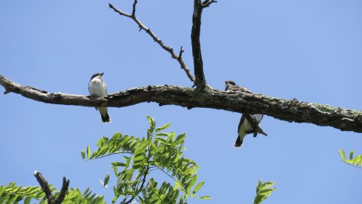 Two eastern kingbird fledglings on a branch