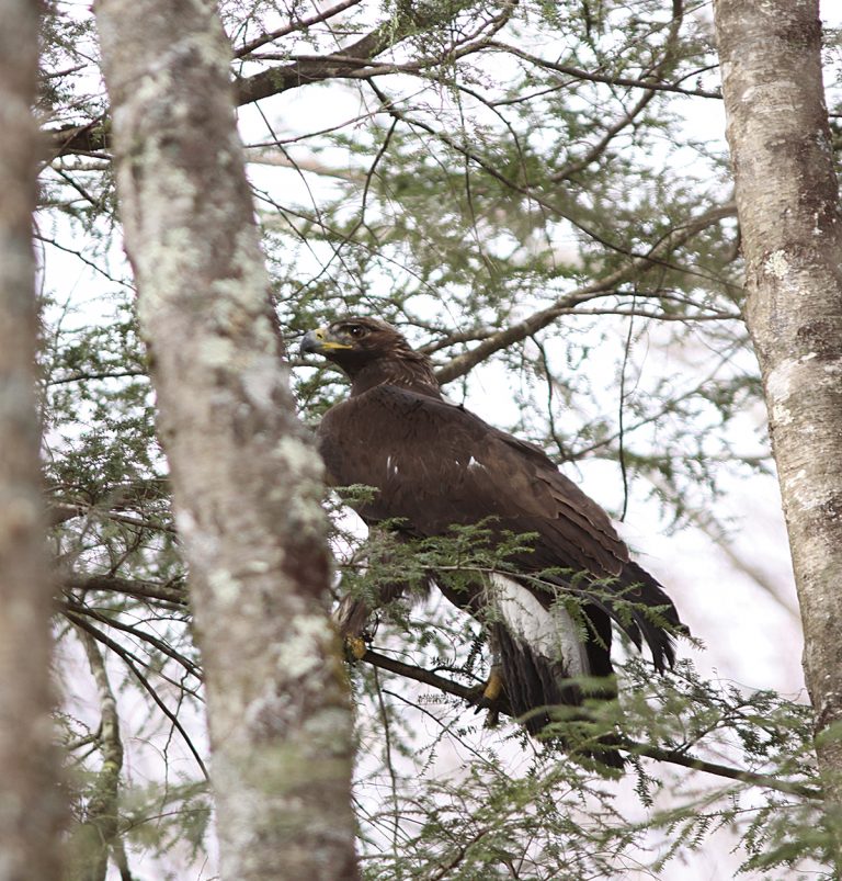 Discovering Virginia’s Golden Eagles | Virginia DWR