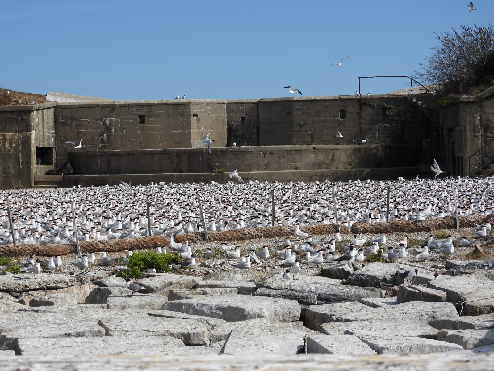 Ground-level look at the nesting royal tern colony on Ft. Wool.