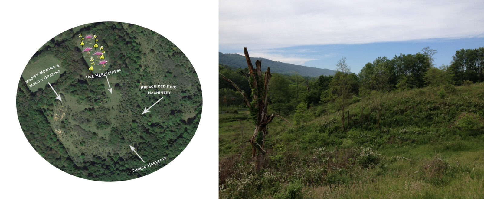 Left: There are a variety of ways to create and maintain high quality shrubland habitat, like that in the center of this aerial photograph. These include timber harvests, decreasing mowing and grazing intensity, using herbicides to control invasive species, and prescribed fire and machinery to thin shrubs when they become too overgrown. Right: This shrubland habitat is the result of reduced grazing intensity, though grazing was still actively occurring at the site. Notice the mix of forest, shrubs, saplings, and wildflowers - this is habitat for Golden-winged Warblers and many other types of wildlife.