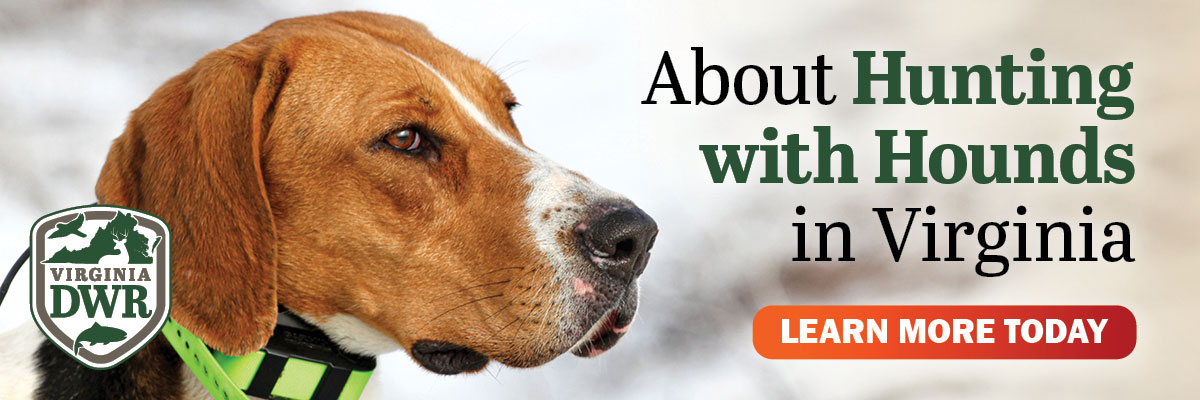 Learn more today about hunting with hounds in Virginia.