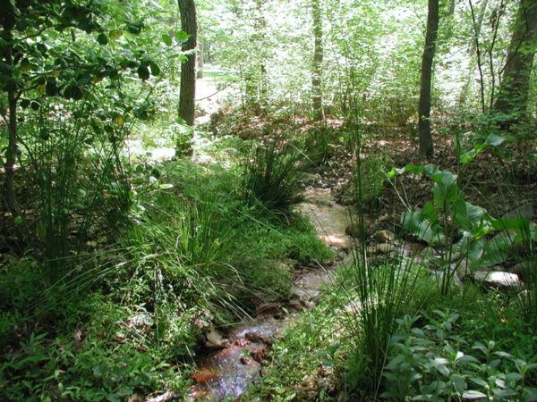An image of a deciduous forest with thick groundcover; avoid removing vegetation in tributary streams to maintain the creek's edges