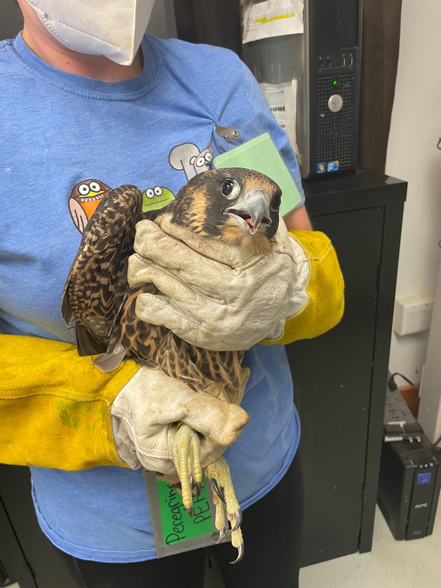 Good News for the Yellow Fledgling | Virginia DWR