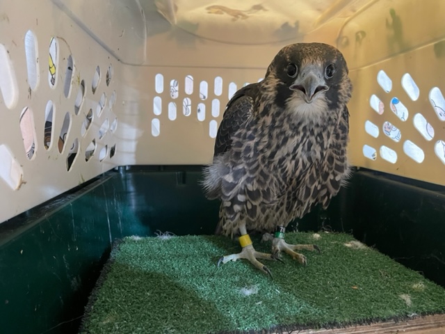 An image of a young peregrine falcon named Yellow in a transport carrier