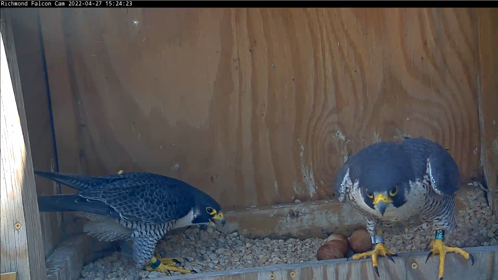 An image of the eggs as the parents swap incubation duties