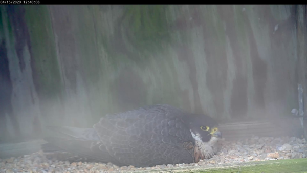 female falcon incubating eggs
