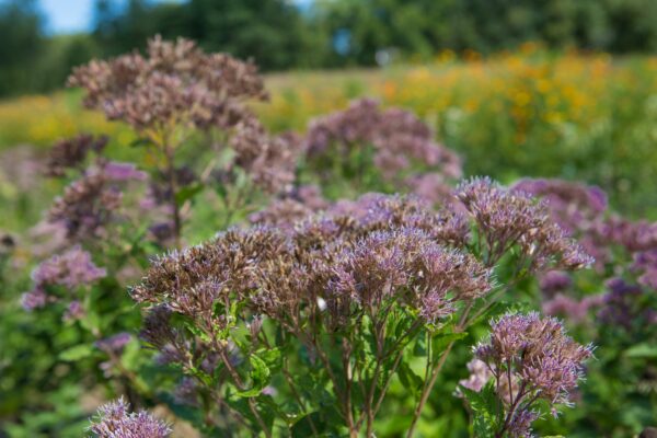 An image of Joe Pye Weed; a purple flowered plant that resembles milkweed and is favored by the Rusty Patched bumble bee.