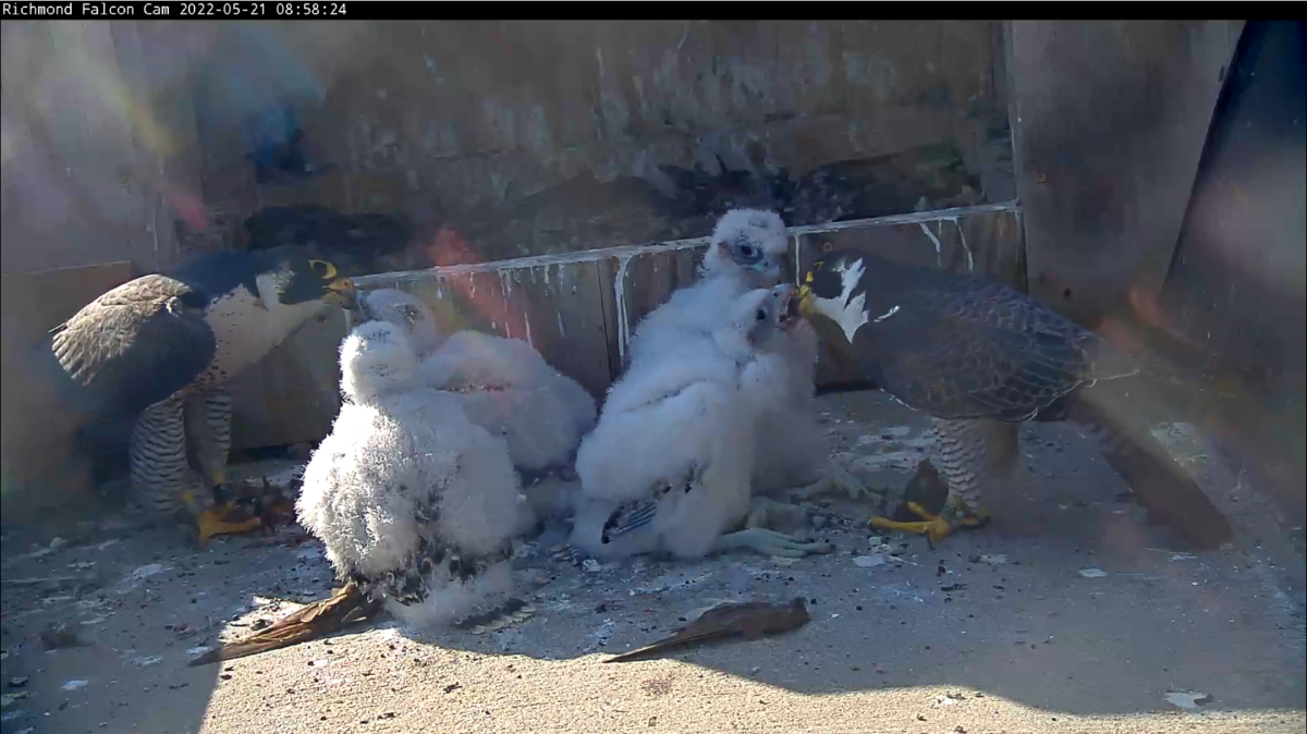 A joint feed of the chicks occurred on Saturday morning! The female is on the left, while the male is on the right.