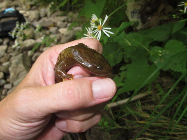 A person's hand holding a juvenile hellbender.
