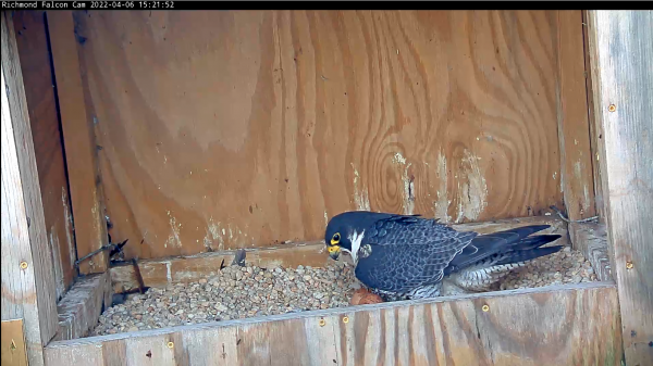 Male peregrine falcon moving eggs to sit on them
