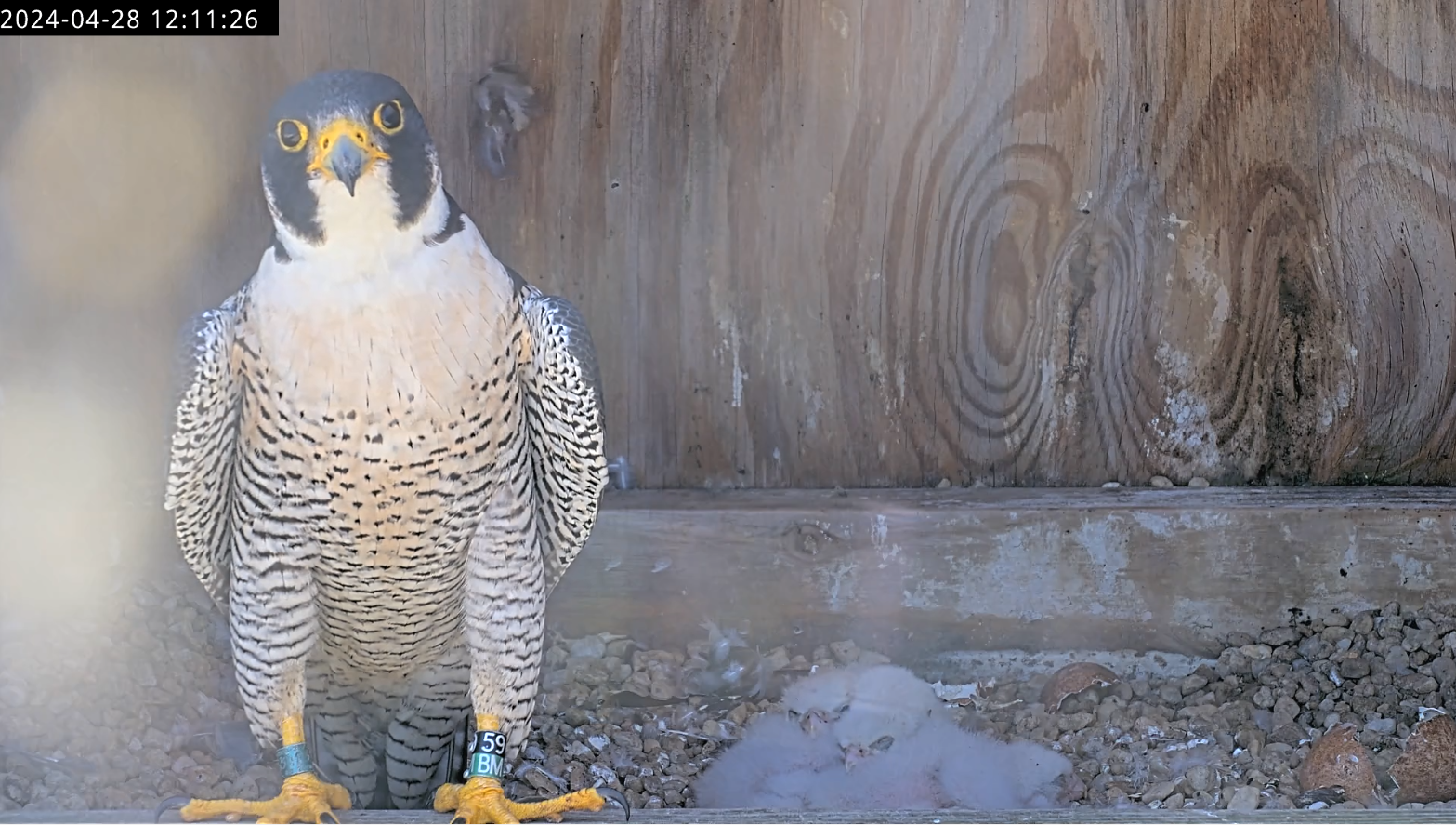An image of the adult male peregrine falcon and his four chicks