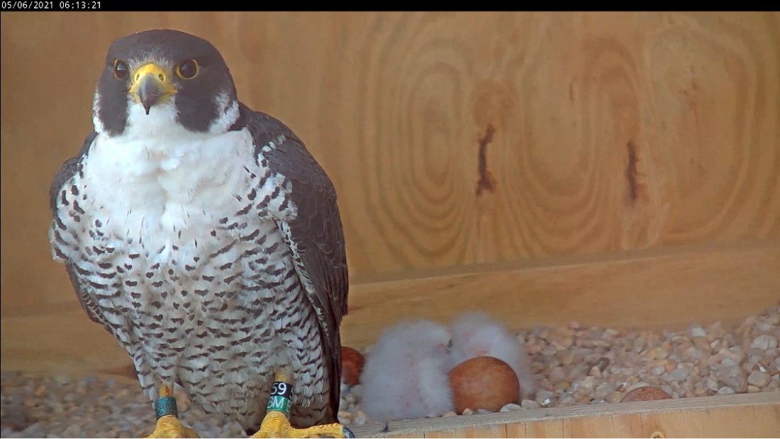 Male falcon taking a short break from brooding duties. The three chicks and the fourth currently unhatched egg are visible in the scrape behind him.