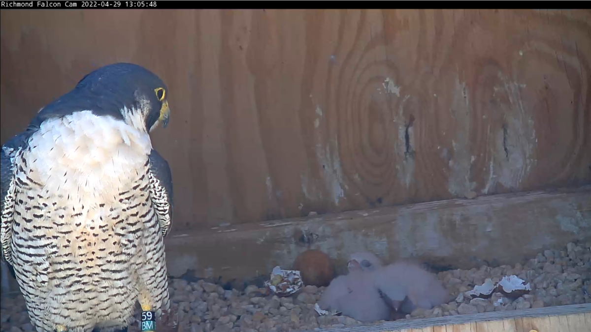 Male falcon looks back at the three chicks.