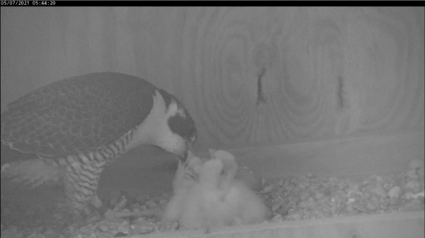 The adult male feeding the chicks bright and early in the morning