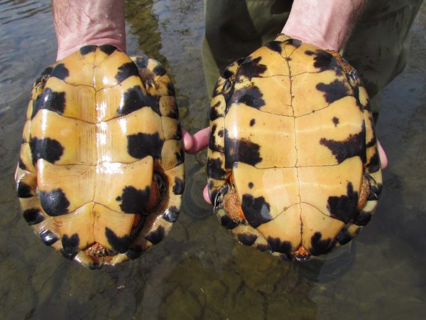 An image showing the difference between a female and male wood turtle; the male has a concave underside whilst the females is flat.
