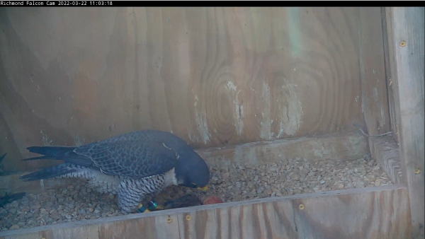 Male falcon in nest box looking at their egg