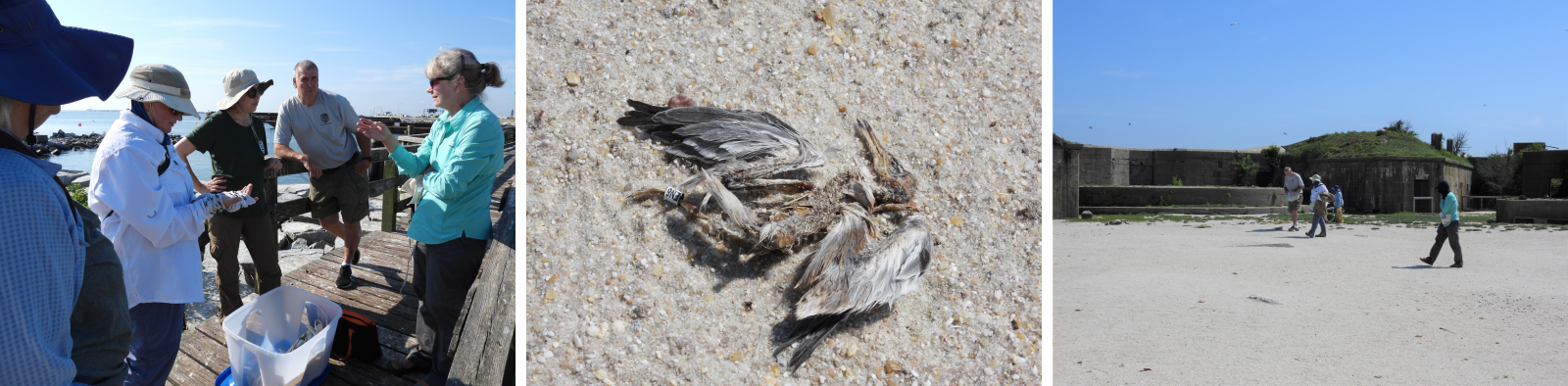 Left: DWR staff gather at the Ft. Wool dock to discuss their sampling strategy. Center: A deceased common tern chick found atop one of the barges. This chick's bands were collected during our mortality survey. Right: DWR staff in the process of surveying the Ft. Wool parade ground for carcasses.