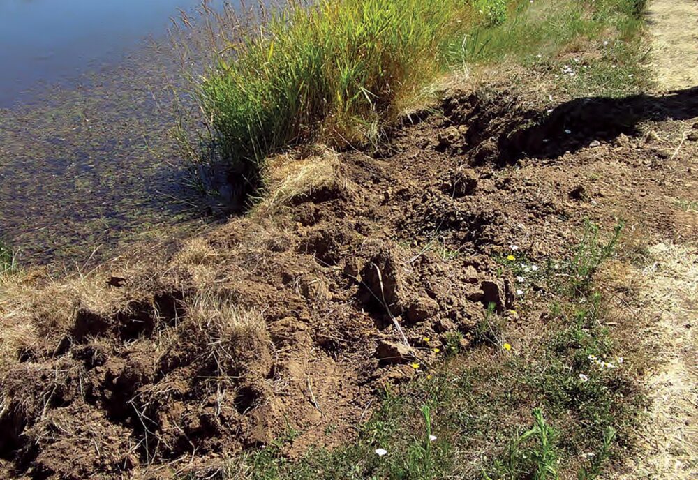 An image of torn up ground as an example of the damage nutria can cause to the wetlands