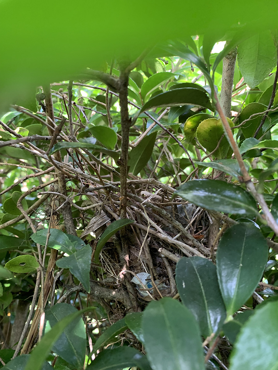 A close up picture of the shrub revealing a bird's nest